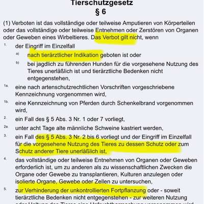 Kastration Zeitpunkt-Beitrag-Bild