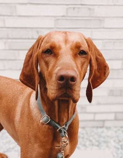 TierschutzhundeStammtisch🐕-Beitrag-Bild