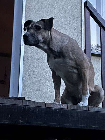 TierschutzhundeStammtisch🐕-Beitrag-Bild