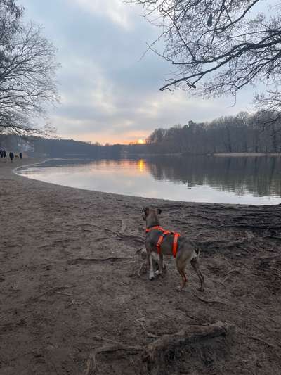 Hundehaltung - Unterschiede Stadt und Land-Beitrag-Bild