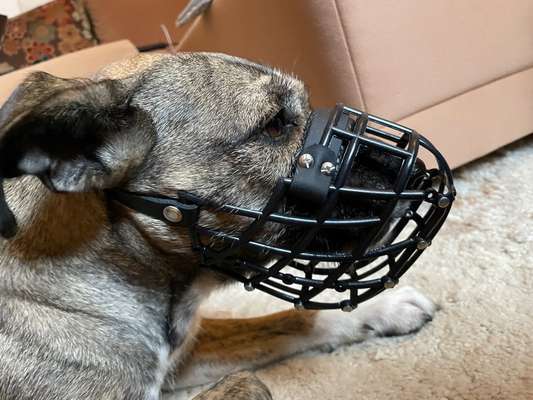 camping essentials für hunde (+tipps)?-Beitrag-Bild