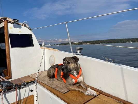 Wie sitzt mein Geschirr?-Beitrag-Bild