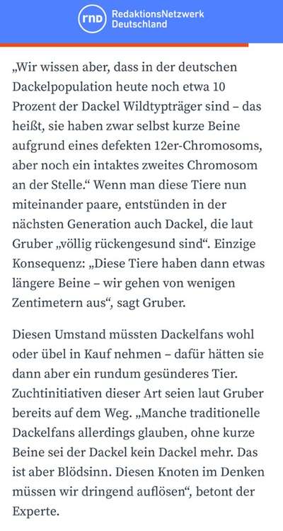 König der Qualzuchten - Cavalier King Charles Spaniel-Beitrag-Bild