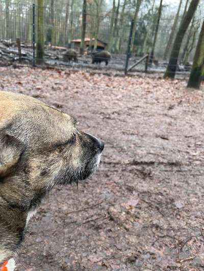 TierschutzhundeStammtisch🐕-Beitrag-Bild