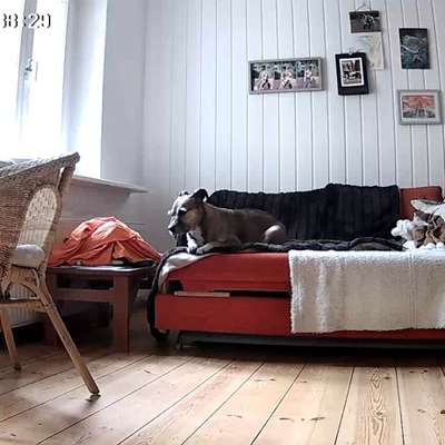 Überwachungscamera für Wohnung mit Hund-Beitrag-Bild