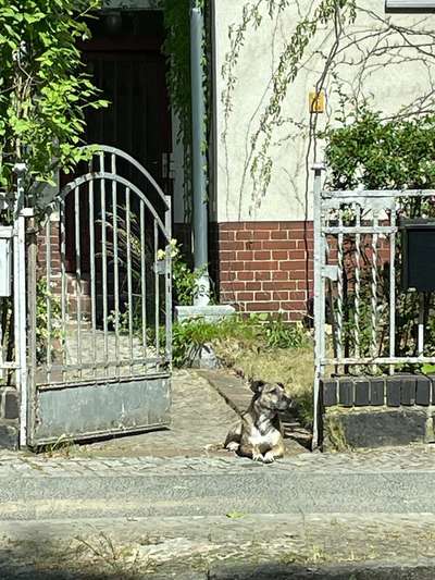 TierschutzhundeStammtisch🐕-Beitrag-Bild