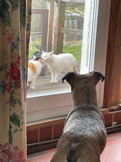 TierschutzhundeStammtisch🐕-Beitrag-Bild