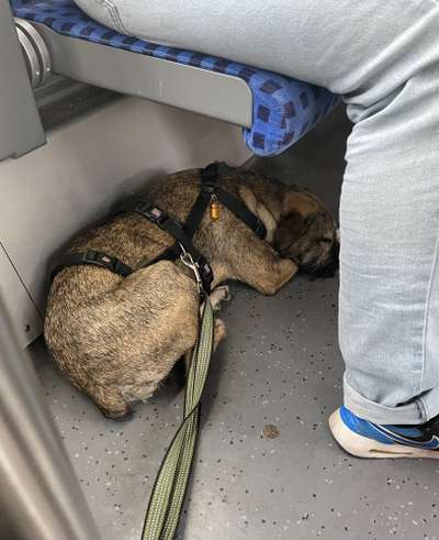 TierschutzhundeStammtisch🐕-Beitrag-Bild