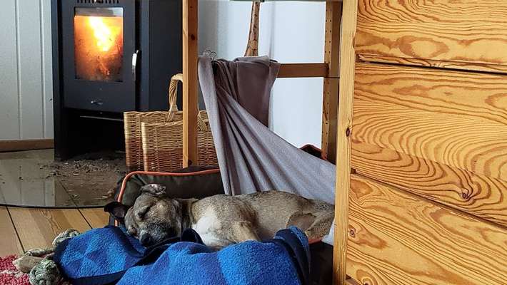 TierschutzhundeStammtisch🐕-Beitrag-Bild