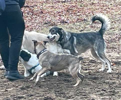 TierschutzhundeStammtisch🐕-Beitrag-Bild