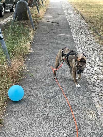 Nadel im Heuhaufen gesucht - mittelgroße Begleithunderasse-Beitrag-Bild