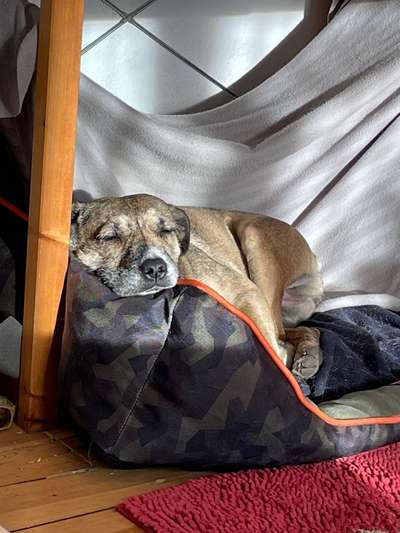 Hundebetten - Erfahrungen?-Beitrag-Bild