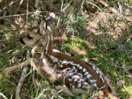 TierschutzhundeStammtisch🐕-Beitrag-Bild