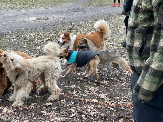 Häufigere Attacken auf unsichere Hunde-Beitrag-Bild