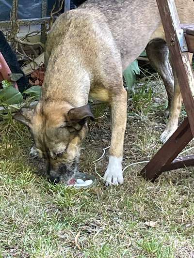 Hundeeis vermeiden?-Beitrag-Bild