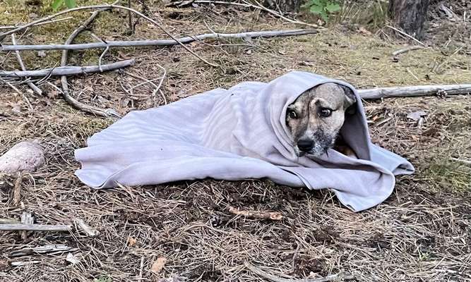 TierschutzhundeStammtisch🐕-Beitrag-Bild