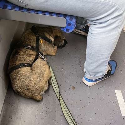 Hund an das Bahnfahren gewöhnen – eure Erfahrungen?-Beitrag-Bild