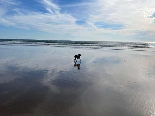 Gaga Hund am Meer-Beitrag-Bild