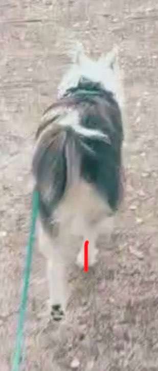 Gangbild/-analyse-Beitrag-Bild