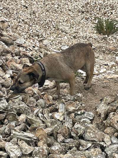 TierschutzhundeStammtisch🐕-Beitrag-Bild