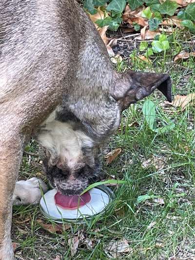 TierschutzhundeStammtisch🐕-Beitrag-Bild