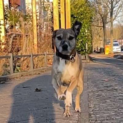 Impulskontrollübung 67: Laufbilder mit dem Hund 📸-Beitrag-Bild