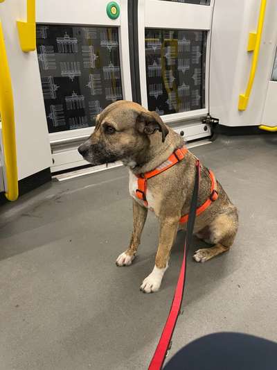 Dogorama Photo Challenge- genervter Blick-Beitrag-Bild