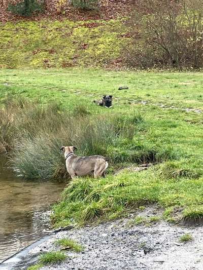 TierschutzhundeStammtisch🐕-Beitrag-Bild