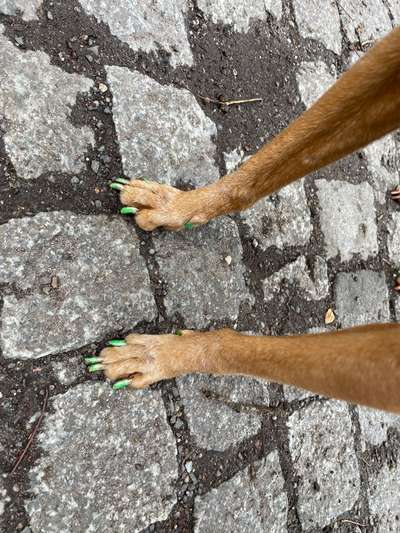 Krallen schneiden-Beitrag-Bild