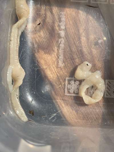 Wird zu selten entwurmt? Wurmbefall bei Hunden in Deutschland-Beitrag-Bild