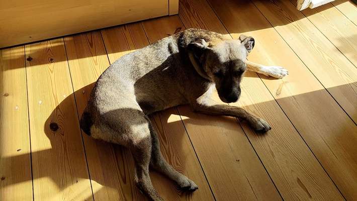 TierschutzhundeStammtisch🐕-Beitrag-Bild