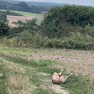 Was hat euch heute mit eurem Hund gefreut?-Beitrag-Bild