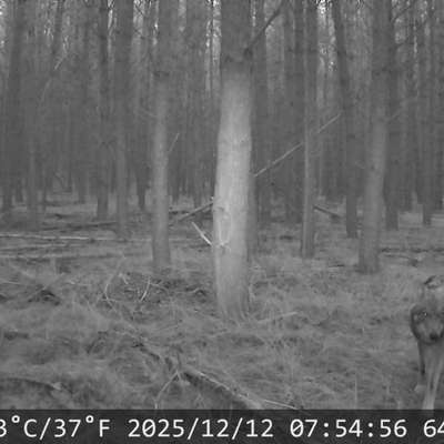 "Wege zur Freundschaft" (Ulli Reichmann)-Beitrag-Bild