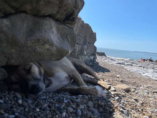 Gaga Hund am Meer-Beitrag-Bild