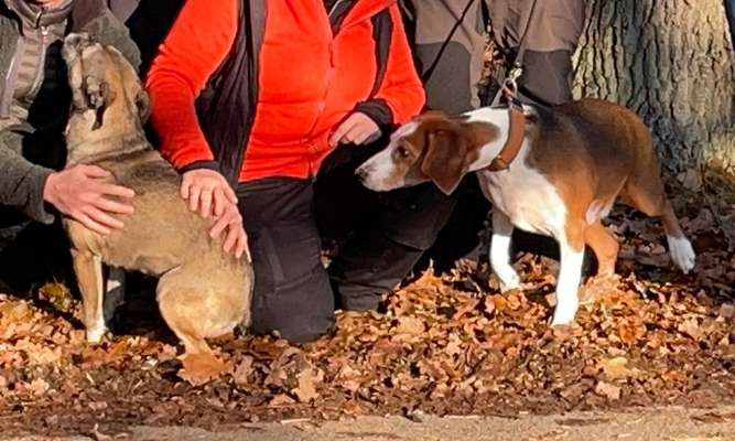 Darf ich das überhaupt...? Übergewicht Hund-Beitrag-Bild