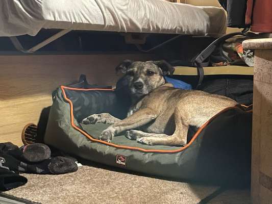 Welches Auto mit welchem Hund-Beitrag-Bild