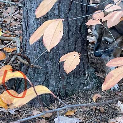 Hund hat Maus gegessen-Beitrag-Bild