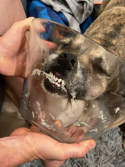 TierschutzhundeStammtisch🐕-Beitrag-Bild