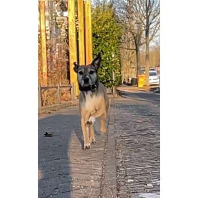Impulskontrollübung 67: Laufbilder mit dem Hund 📸-Beitrag-Bild