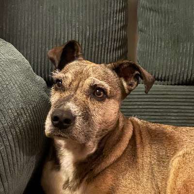 Alter 
Bailey aus dem Tierschutz-Beitrag-Bild