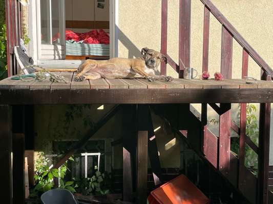 TierschutzhundeStammtisch🐕-Beitrag-Bild