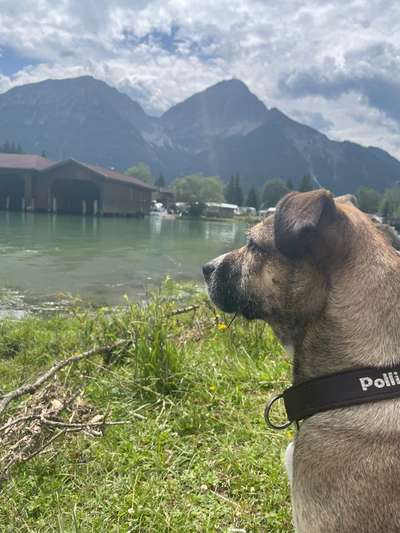 TierschutzhundeStammtisch🐕-Beitrag-Bild