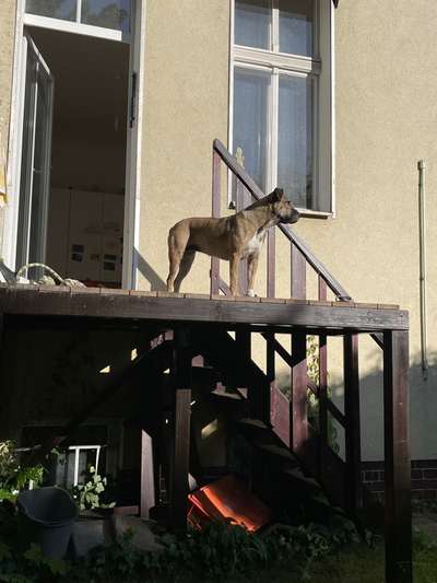 TierschutzhundeStammtisch🐕-Beitrag-Bild