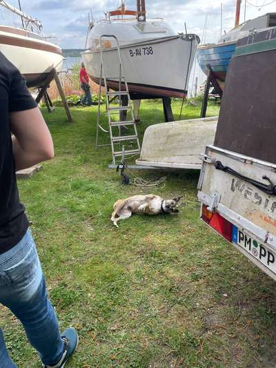 TierschutzhundeStammtisch🐕-Beitrag-Bild