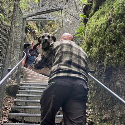 Bergwandern mit Hund-Beitrag-Bild