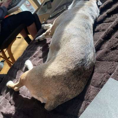 Bauchweh - Hund mag weder fressen noch trinken-Beitrag-Bild