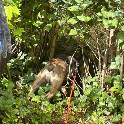 Stress bei Hunden durch Vermenschlichung?-Beitrag-Bild