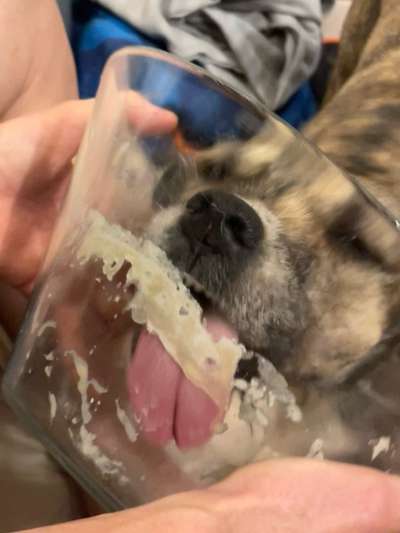 TierschutzhundeStammtisch🐕-Beitrag-Bild