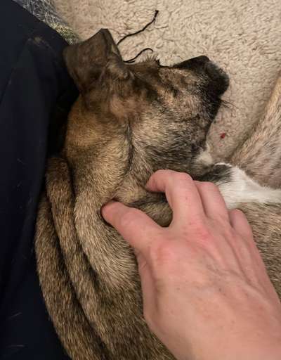 TierschutzhundeStammtisch🐕-Beitrag-Bild