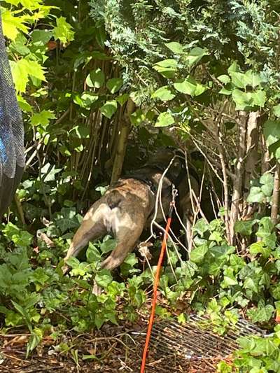 TierschutzhundeStammtisch🐕-Beitrag-Bild